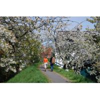 2500_26 Obstblüte im Frühling - Deichspaziergang zwischen blühenden Bäumen. | 